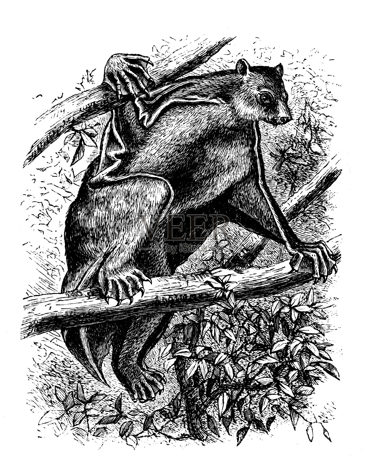 古董动物插图:巽他飞狐猴(斑纹伽翼龙)插画图片素材
