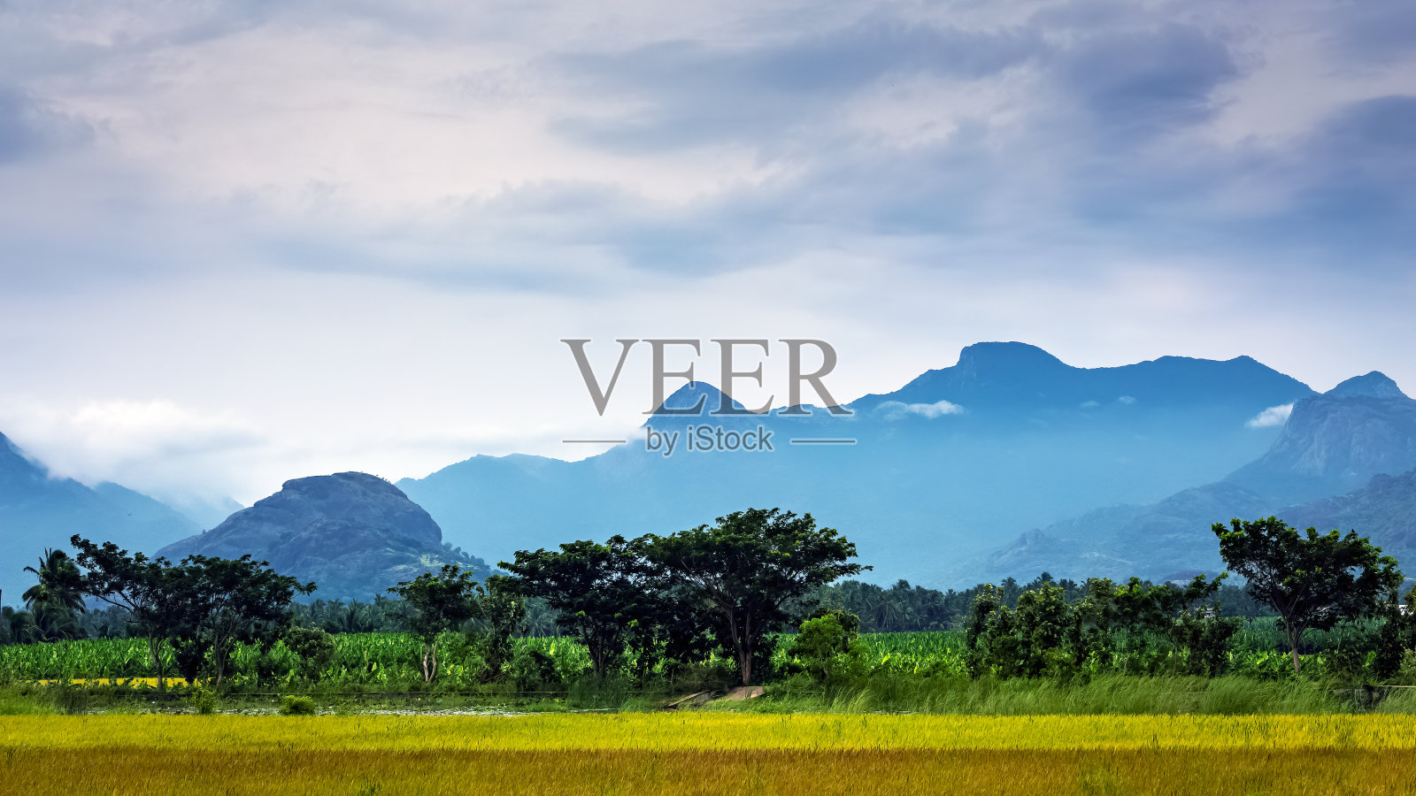 印度南部泰米尔纳德邦的纳格尔库尔，美丽的稻田全景，群山和蓝天。照片摄影图片