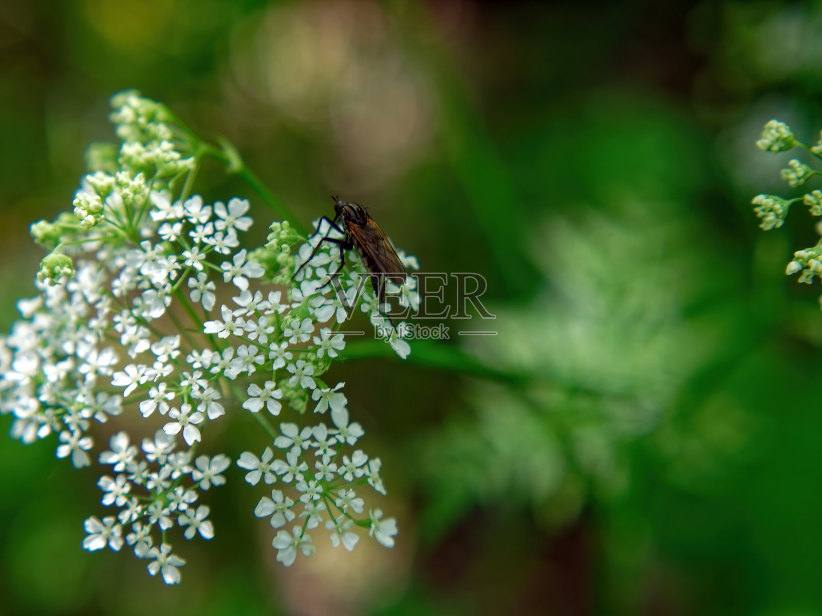 一朵白花上的小虫子照片摄影图片