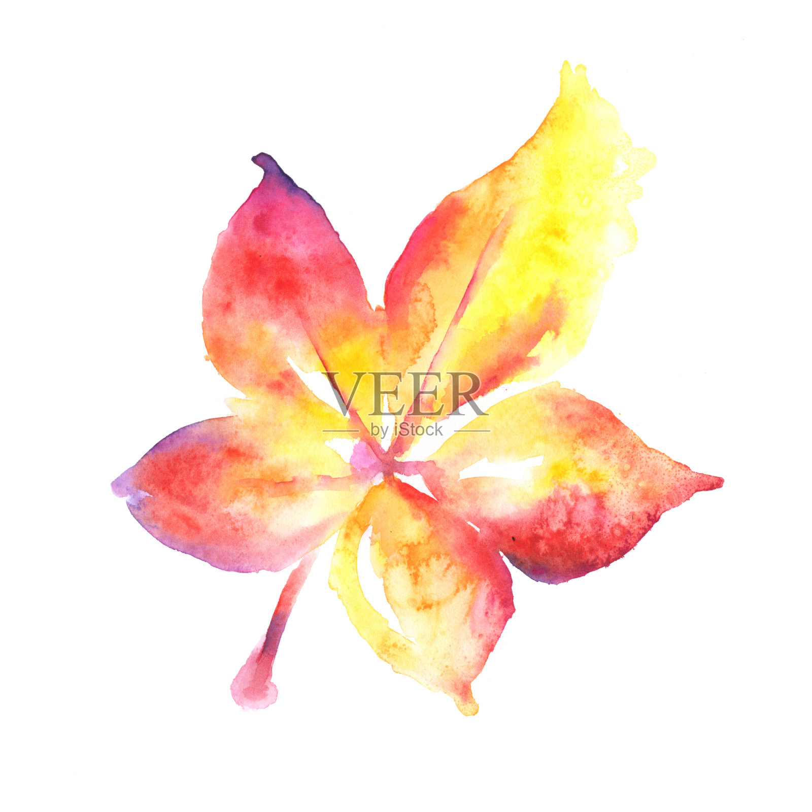 弗吉尼亚藤叶水彩画。光栅图插画图片素材