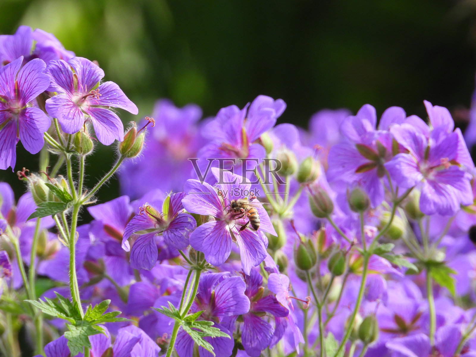 近距离观察花朵照片摄影图片