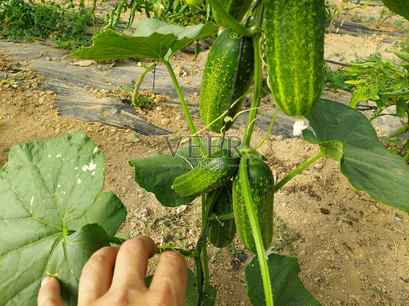 温室黄瓜栽培。用桩收获栽培黄瓜。黄瓜花照片摄影图片