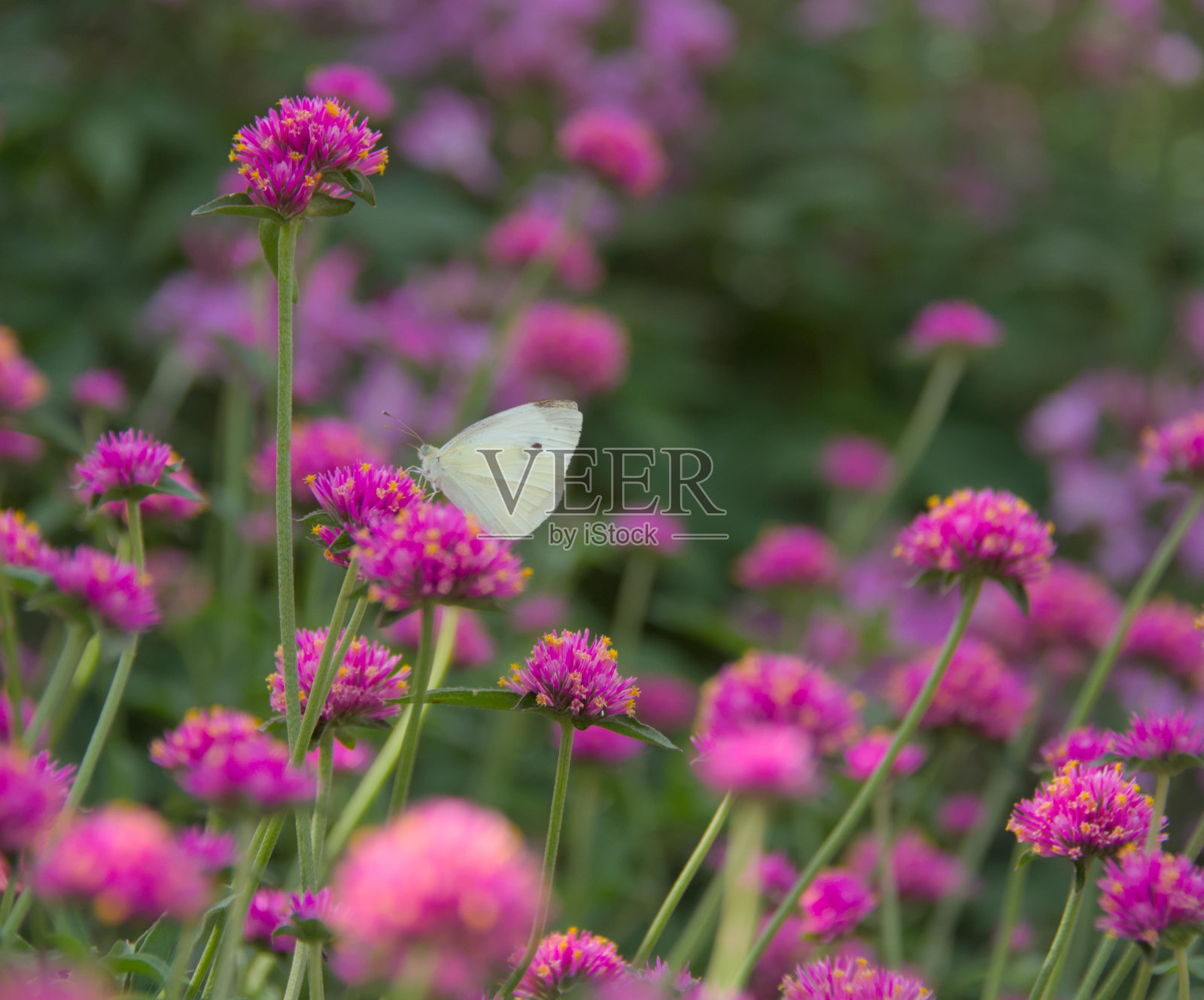 蝴蝶告诉我们，变化只会让你更美丽照片摄影图片