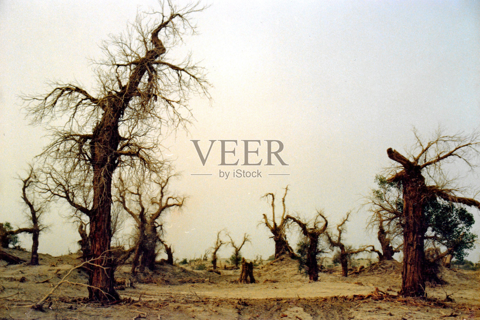 胡杨死在新疆塔克拉玛干沙漠边缘照片摄影图片