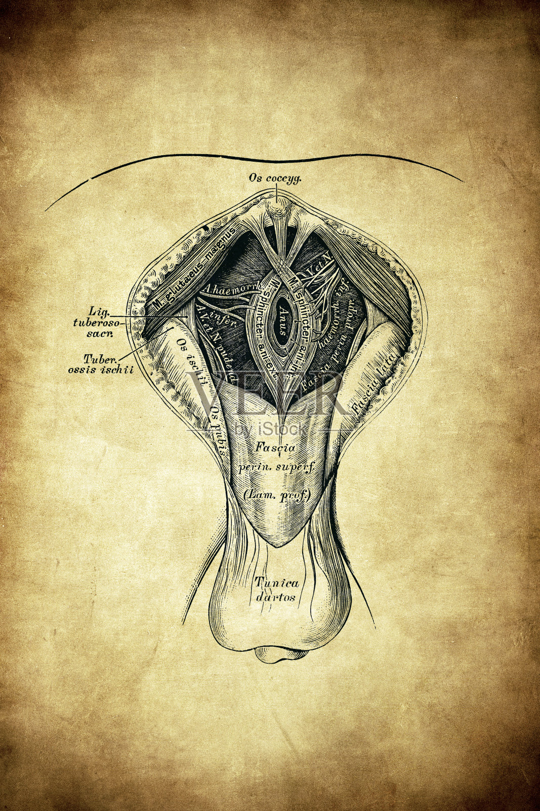 男性会阴地形插画图片素材