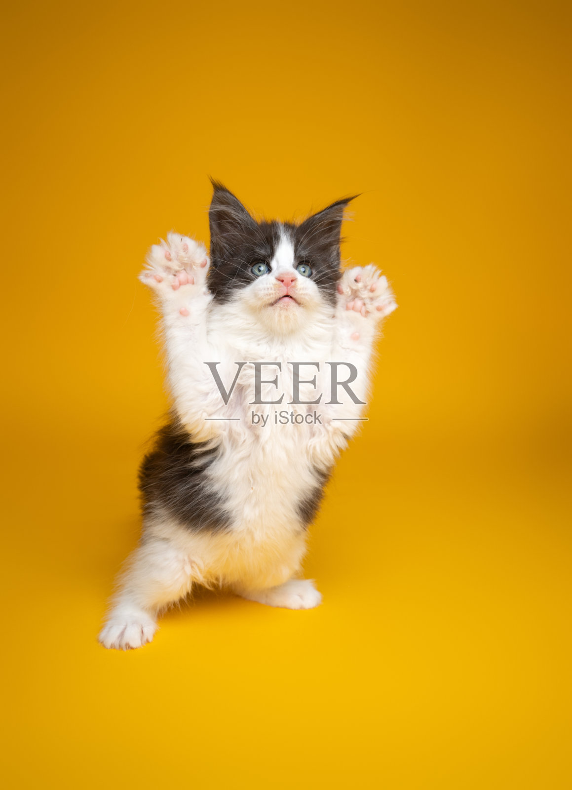 可爱的小猫在黄色的背景上用后腿直立着玩耍照片摄影图片