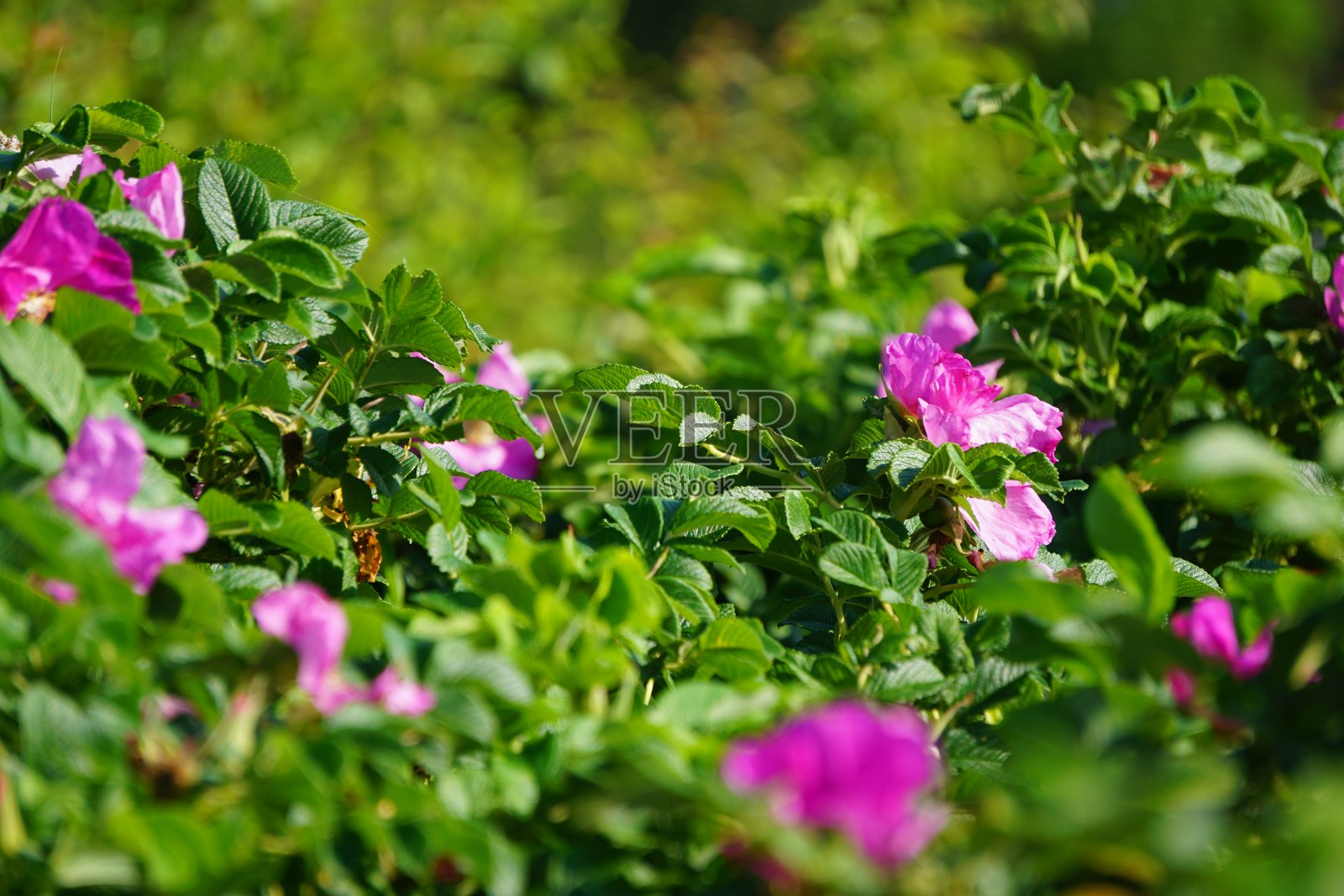 玫瑰要么是蔷薇科蔷薇属的多年生木本开花植物，要么是它所结的花。有三百多个品种和成千上万个栽培品种。照片摄影图片