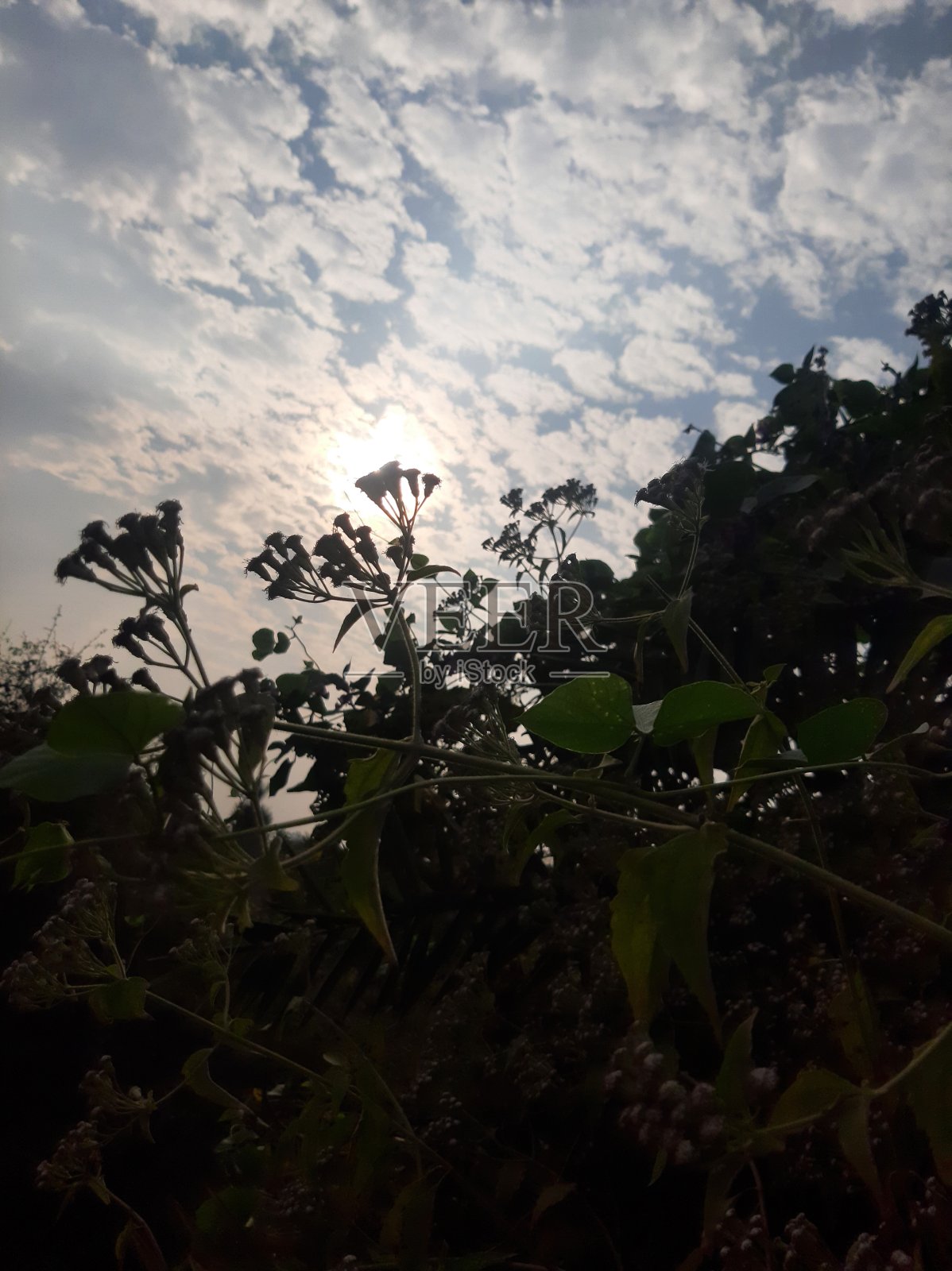 大自然的美丽照片摄影图片