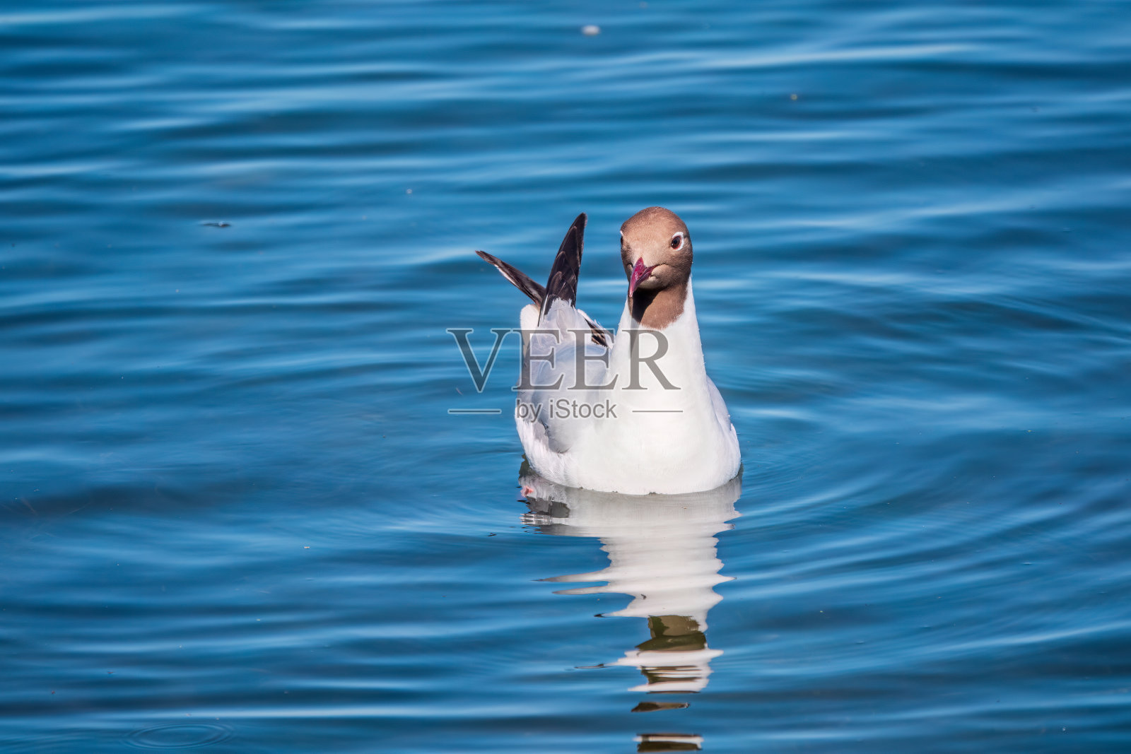 常见的燕鸥，Sterna hirundo，在池塘里游泳。照片摄影图片