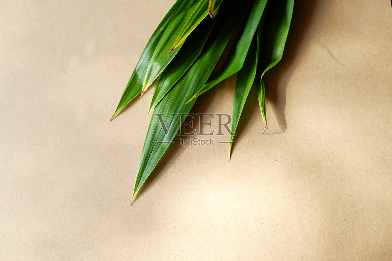 新鲜的香兰叶照片摄影图片