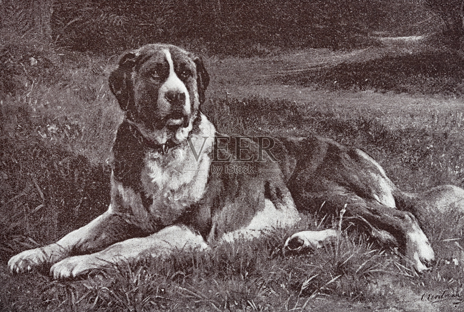 看门狗圣伯纳躺在草地上插画图片素材