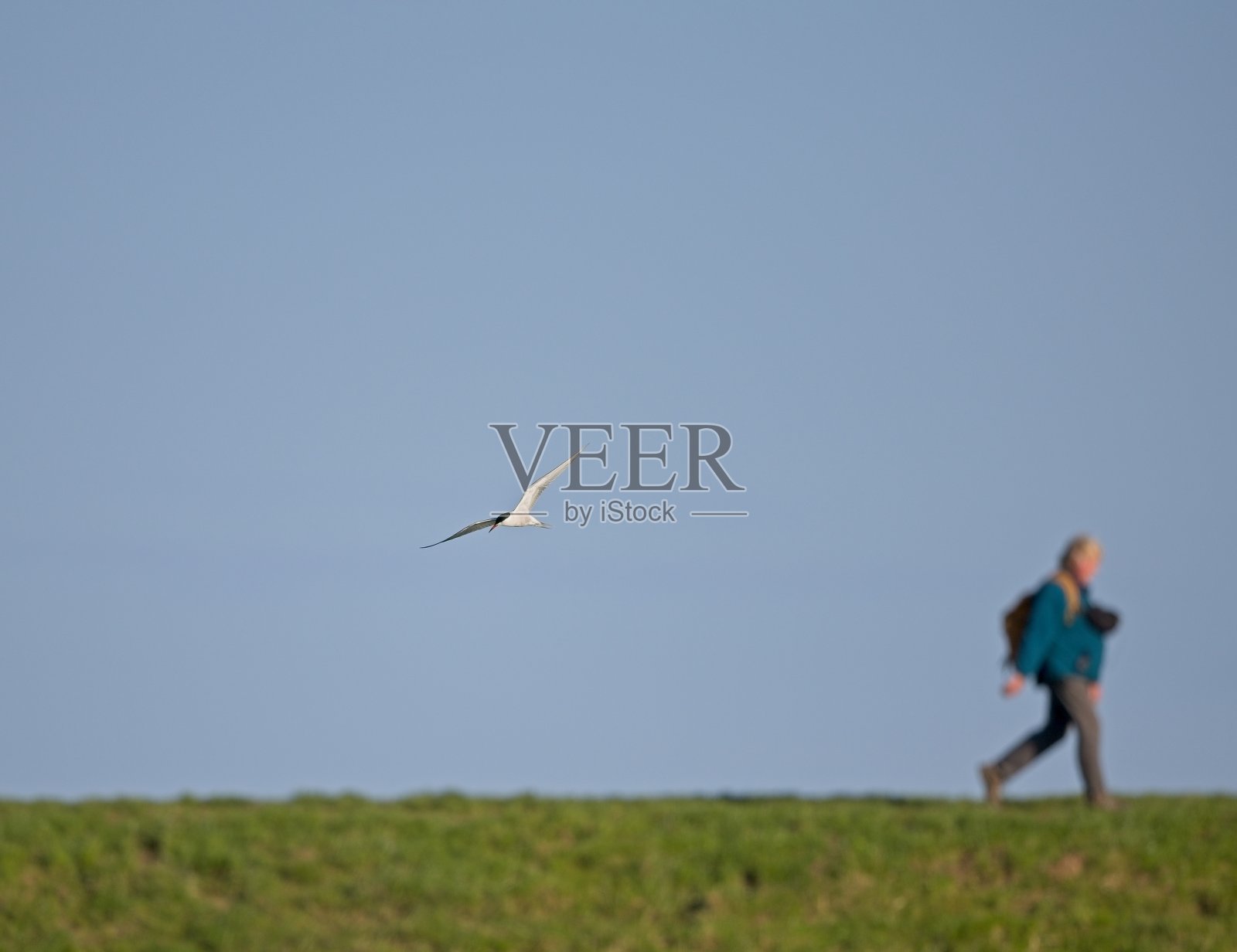 在飞行中从右到左的常见术语，在绿色的草地上，在蓝天的背景下，有轻微的失焦，无法识别的人照片摄影图片