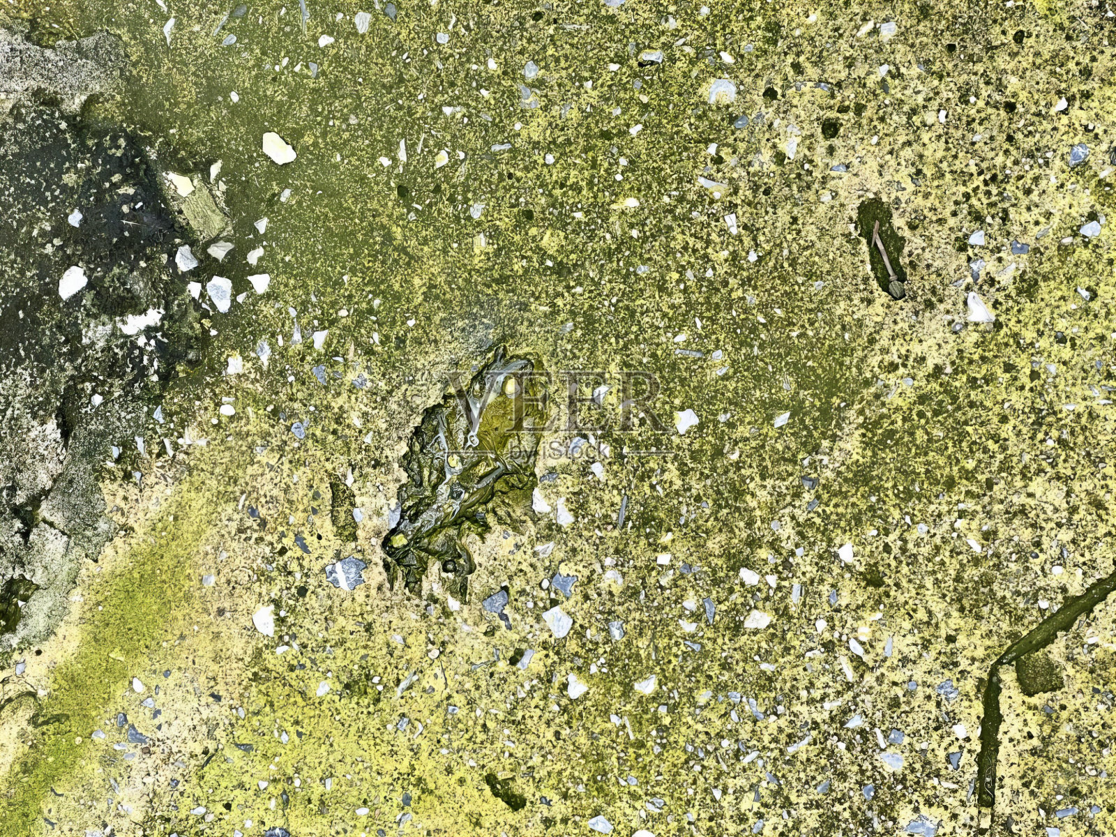 一只鸟坐在地上，地上有苔藓，水里有藻类，地上有岩石。照片摄影图片