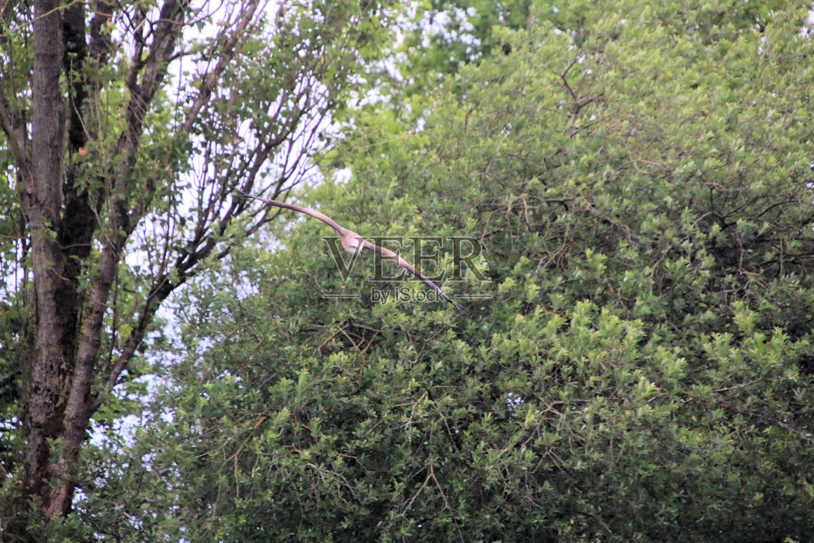 红风筝的景色照片摄影图片