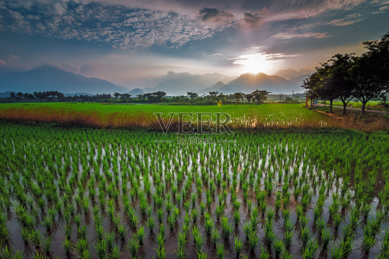 印度南部泰米尔纳德邦，美丽的稻田，群山和蓝天照片摄影图片