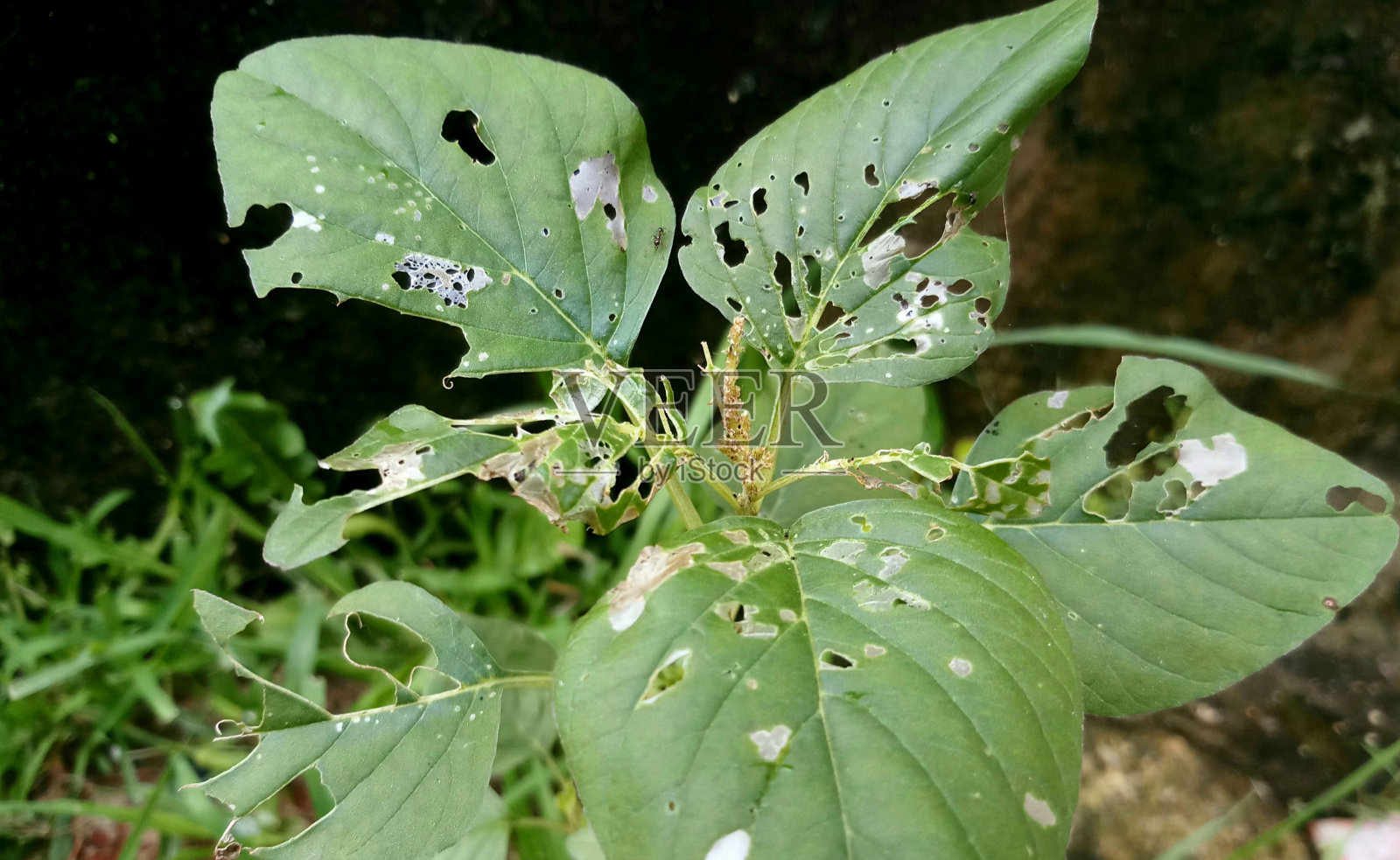 白蚁杀手工厂m1照片摄影图片