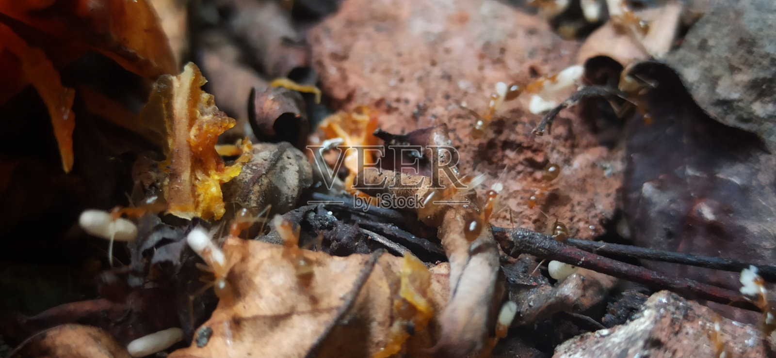 红蚂蚁照片摄影图片