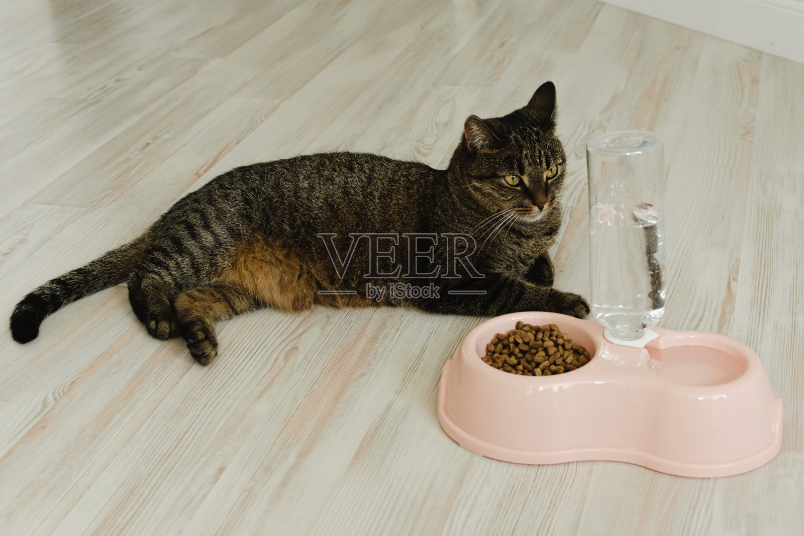 猫坐在放着干粮和水的碗旁。家猫粮概念照片摄影图片