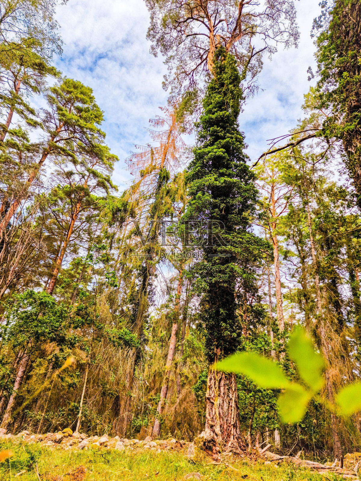 瑞典Öland森林深处的尤尼奇树。照片摄影图片