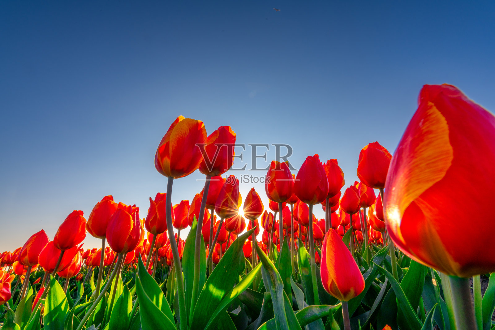 荷兰美丽的花坛照片摄影图片