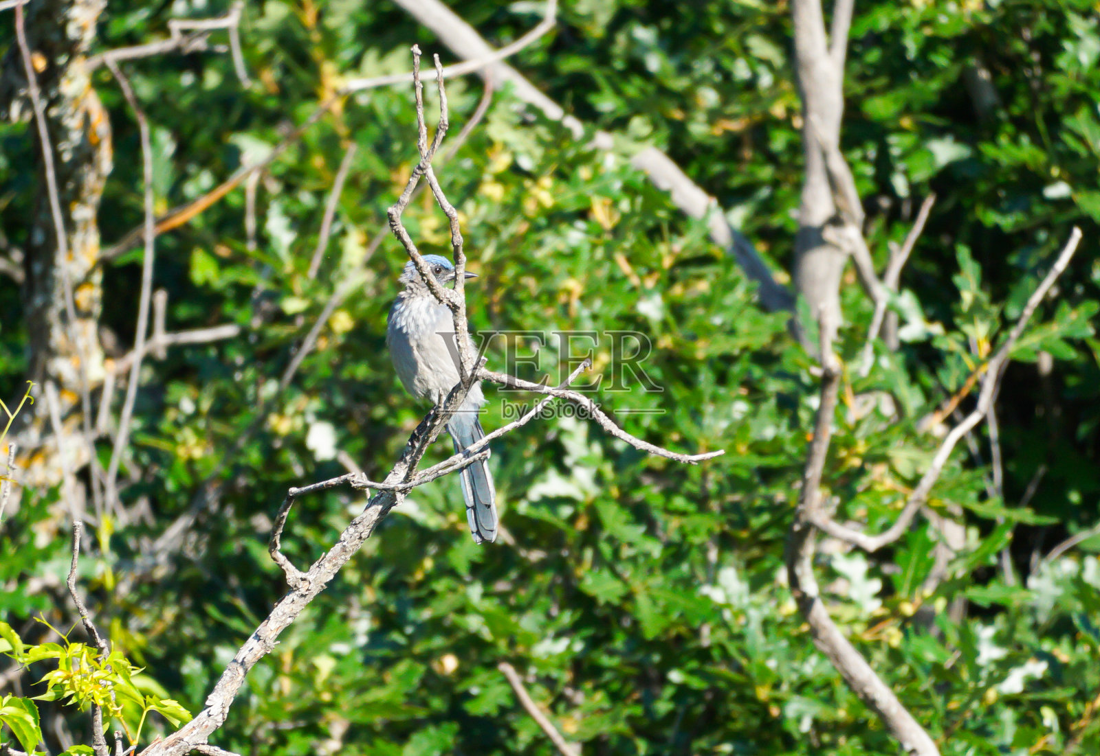 伍德豪斯的矮丛鸦照片摄影图片