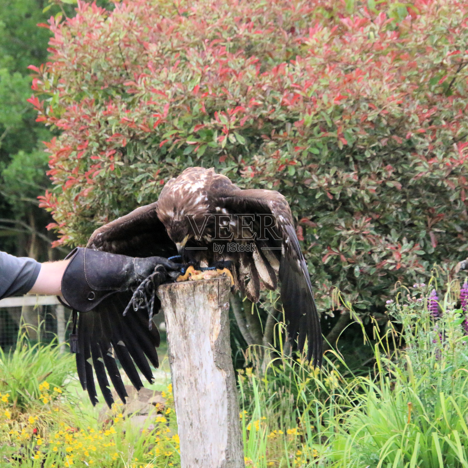 一只白尾鹰照片摄影图片