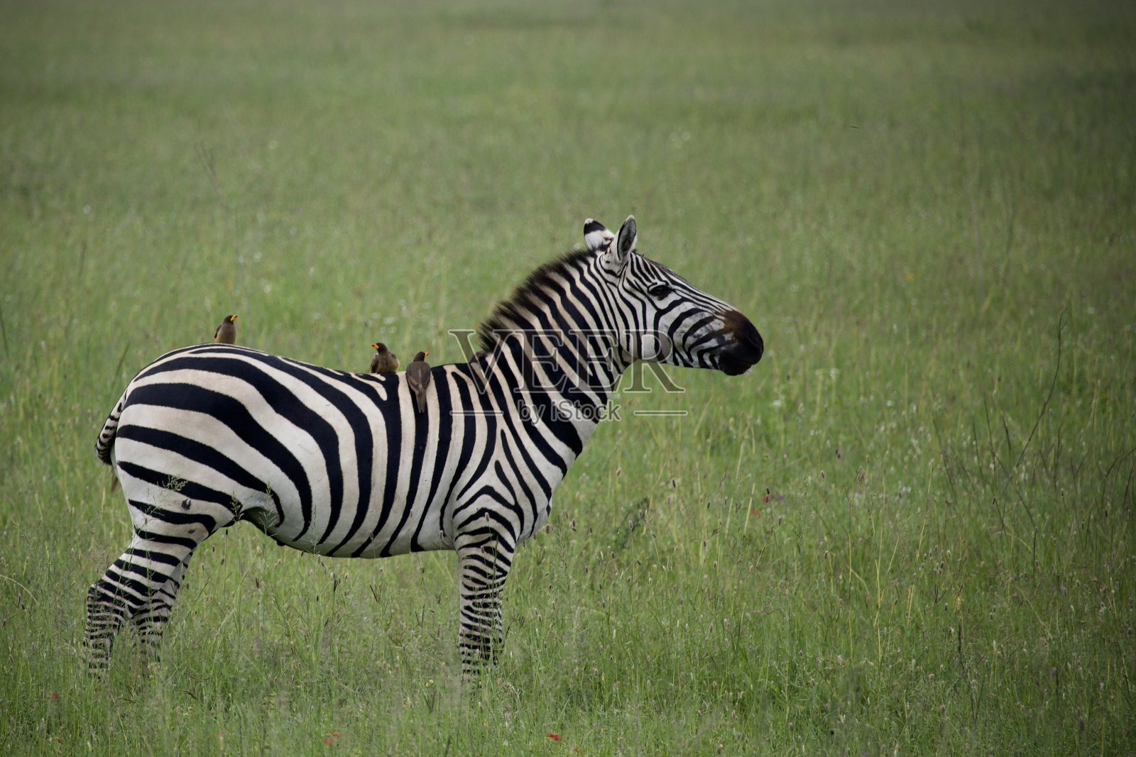 塞伦盖蒂，鸟儿在斑马背上休息照片摄影图片