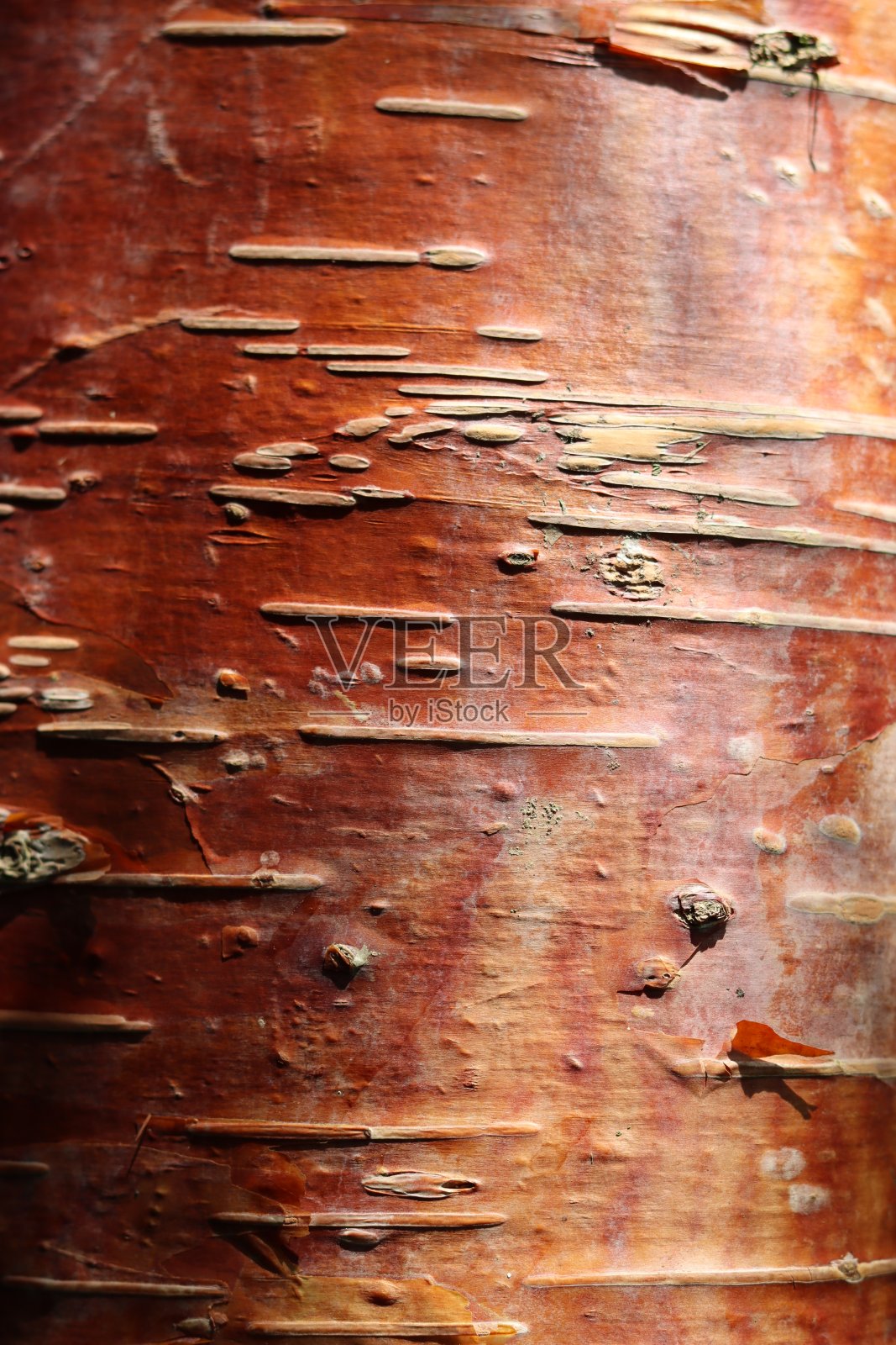 西藏樱桃/李子，光滑的红木色树皮照片摄影图片