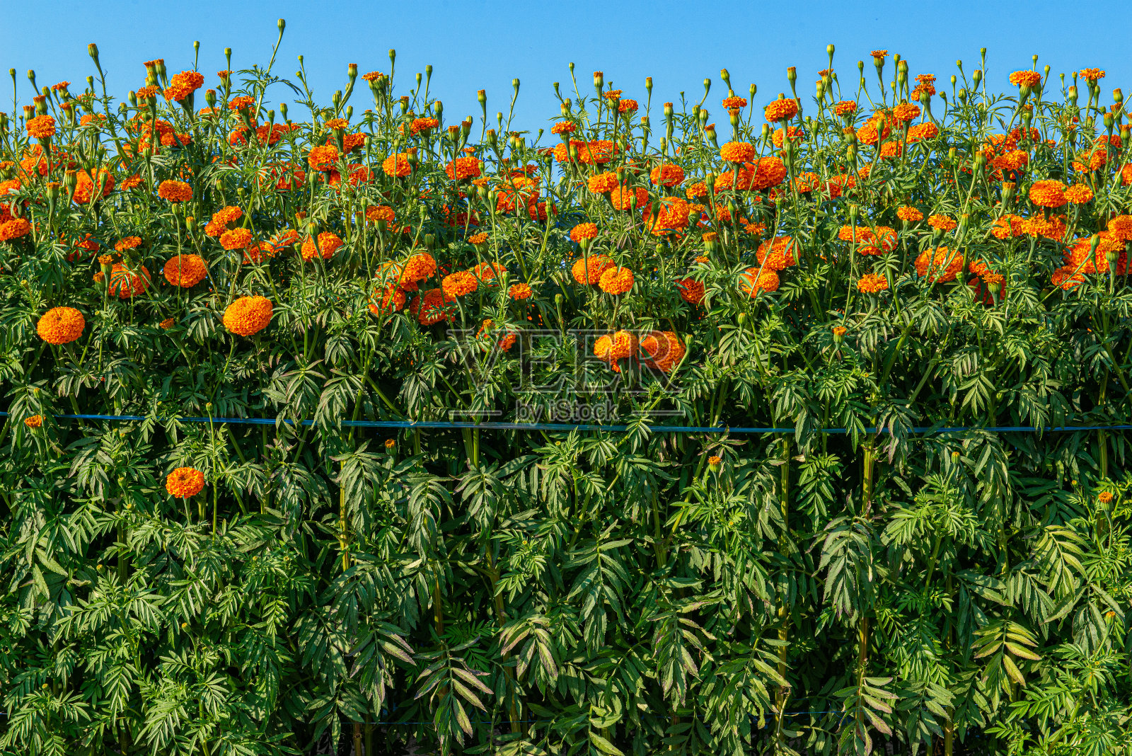 橘黄色的万寿菊在花园里以蓝天为背景。照片摄影图片