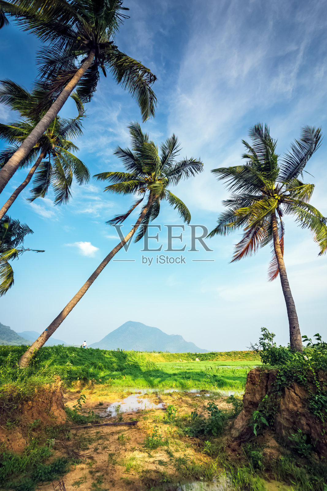 椰子树种植园，蓝天背景下的动态仰视照片摄影图片