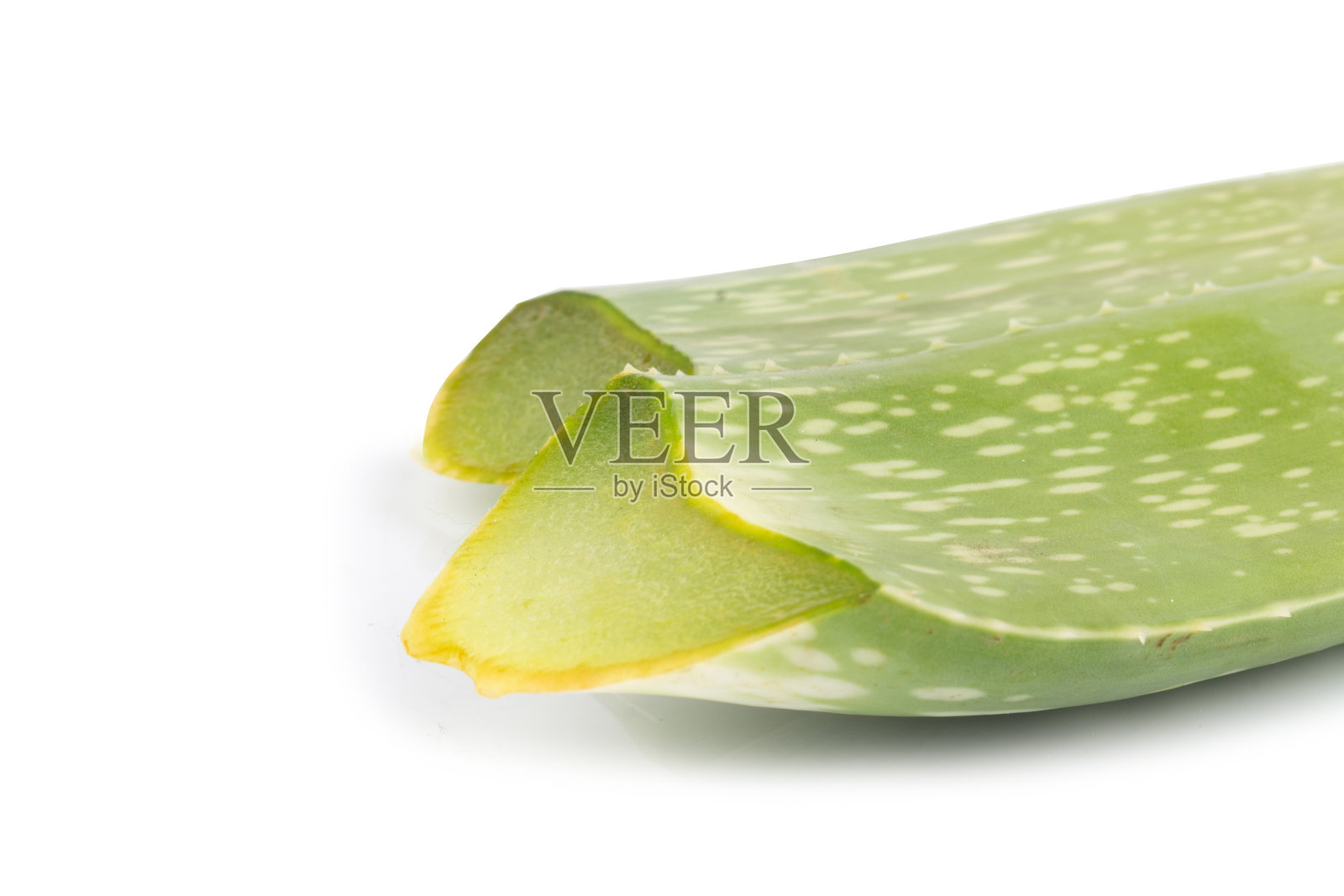 白色背景上分离的芦荟照片摄影图片