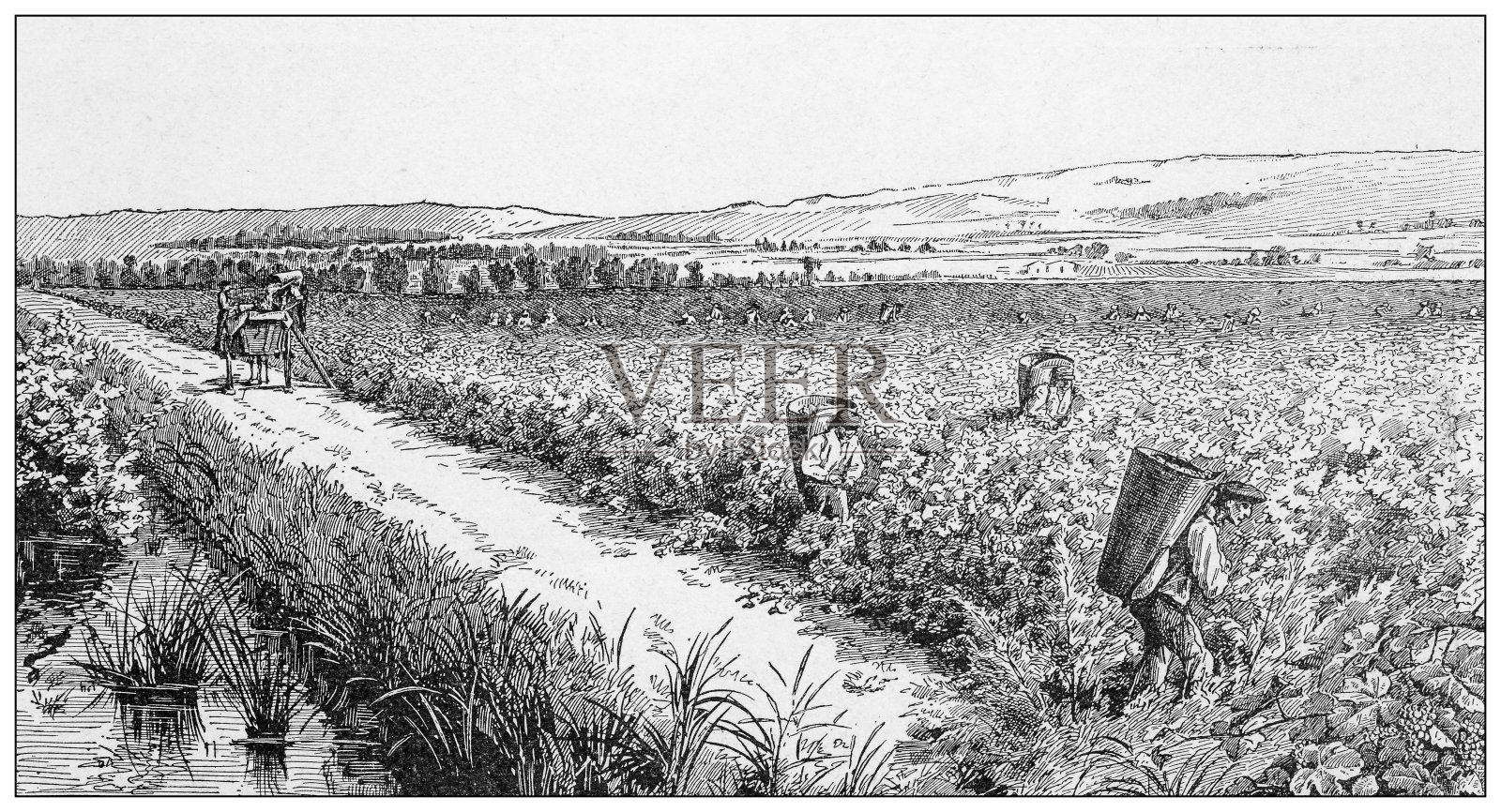 古董插图:法国咸咸的土地和水域，克拉布尔葡萄园，纳邦奈插画图片素材