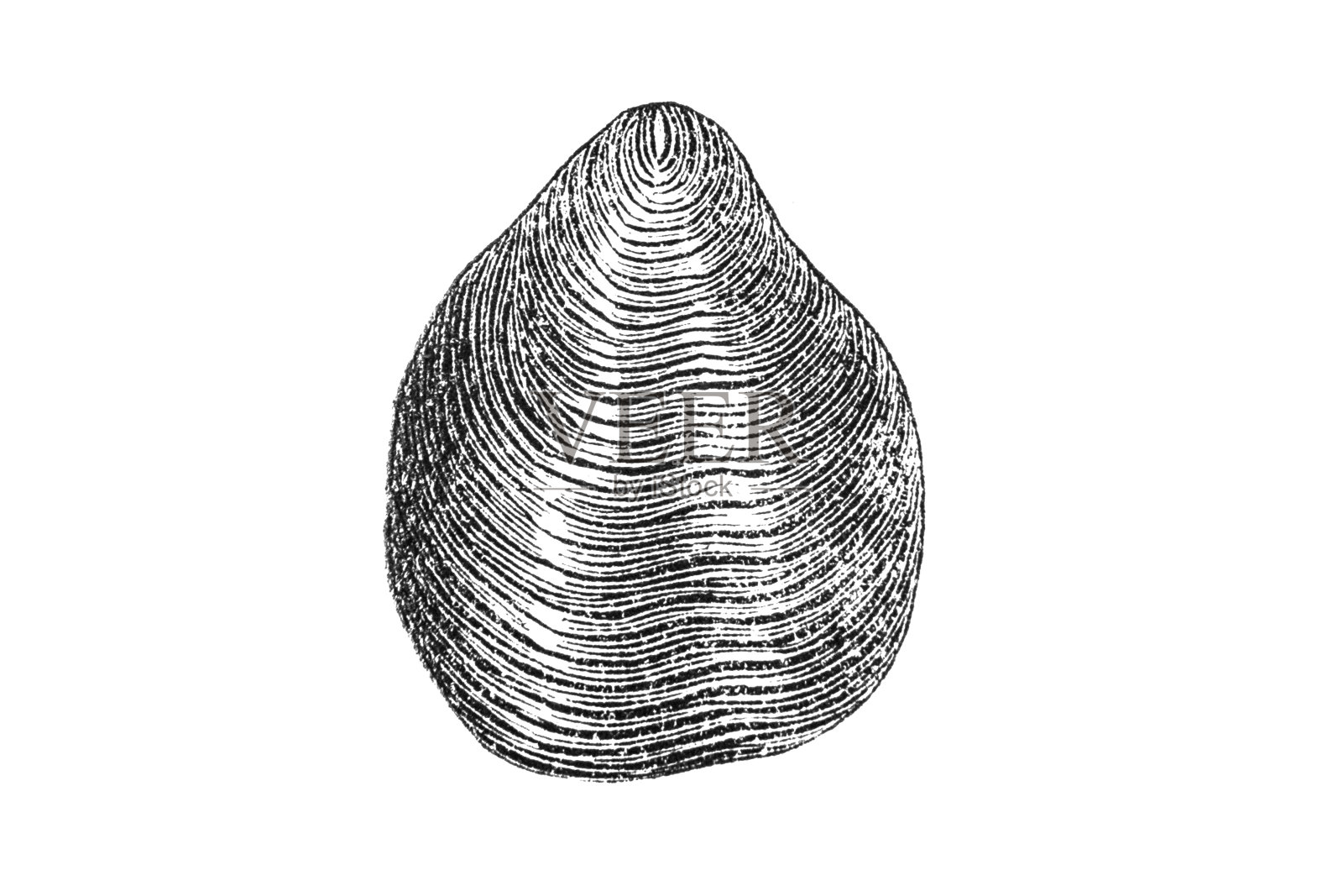 Terebratula是腕足类的一个现代属，其化石记录可以追溯到晚泥盆纪插画图片素材