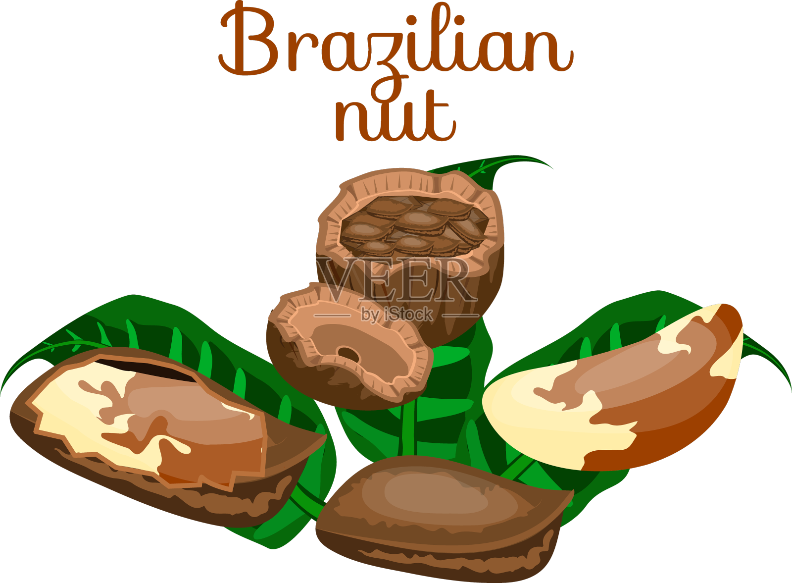 设置坚果设计元素图片