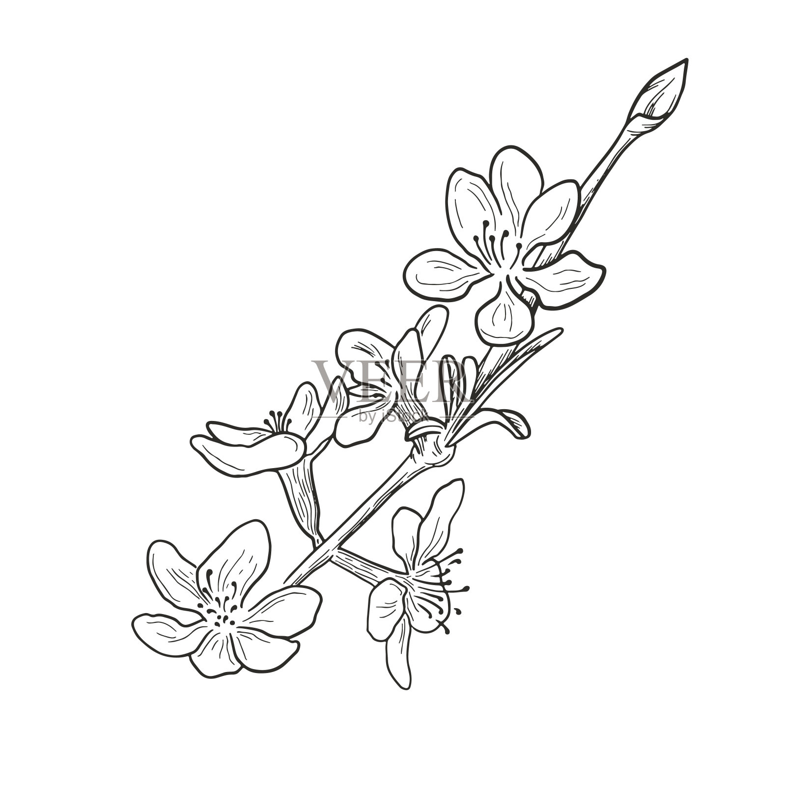 手绘杏树插图。植物设计。开花插画图片素材