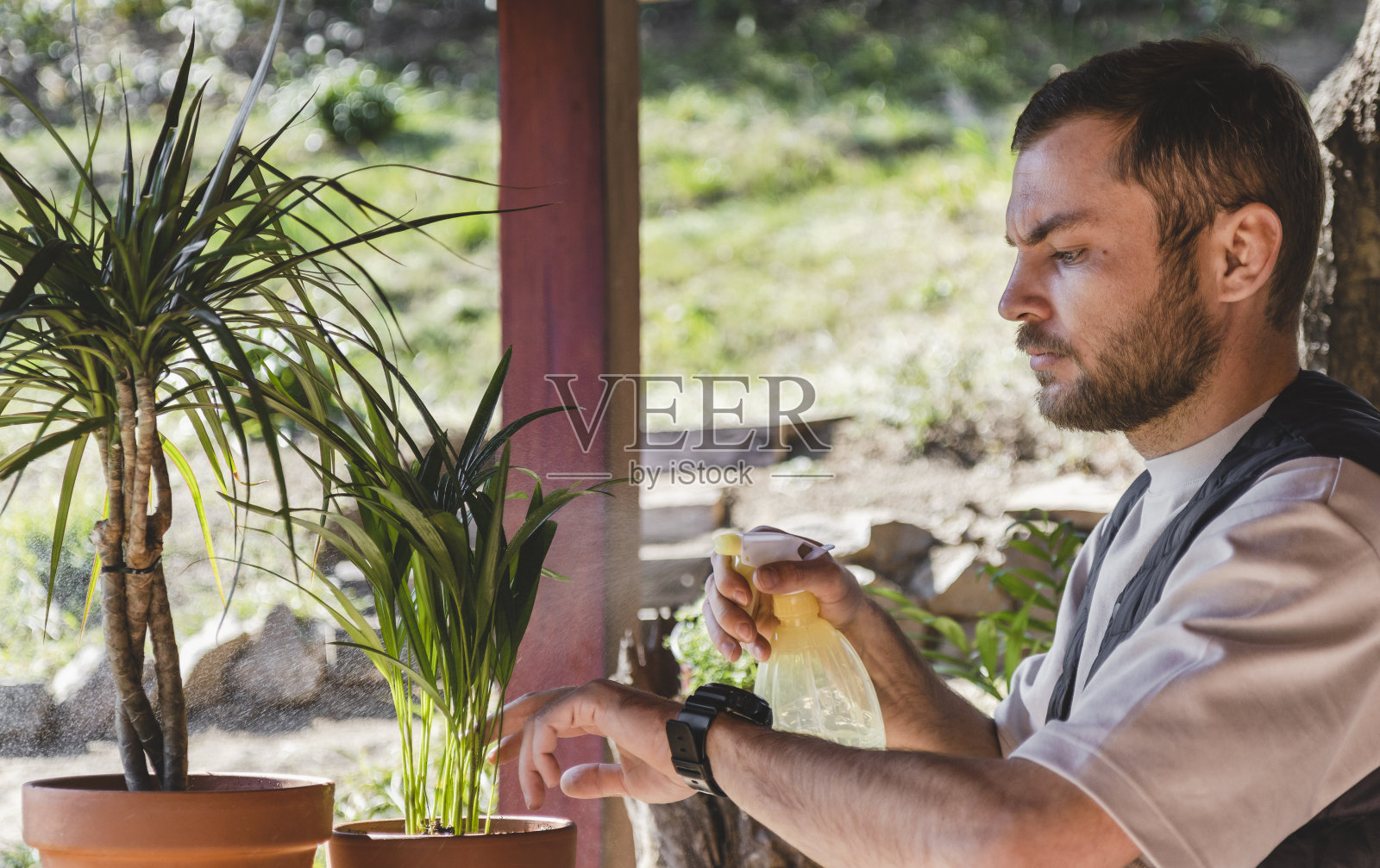 穿着休闲服装的中年大胡子男子给龙血树浇水。照片摄影图片
