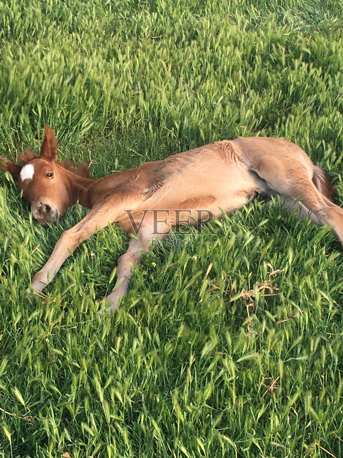 做ğ阿丹(karel照片摄影图片