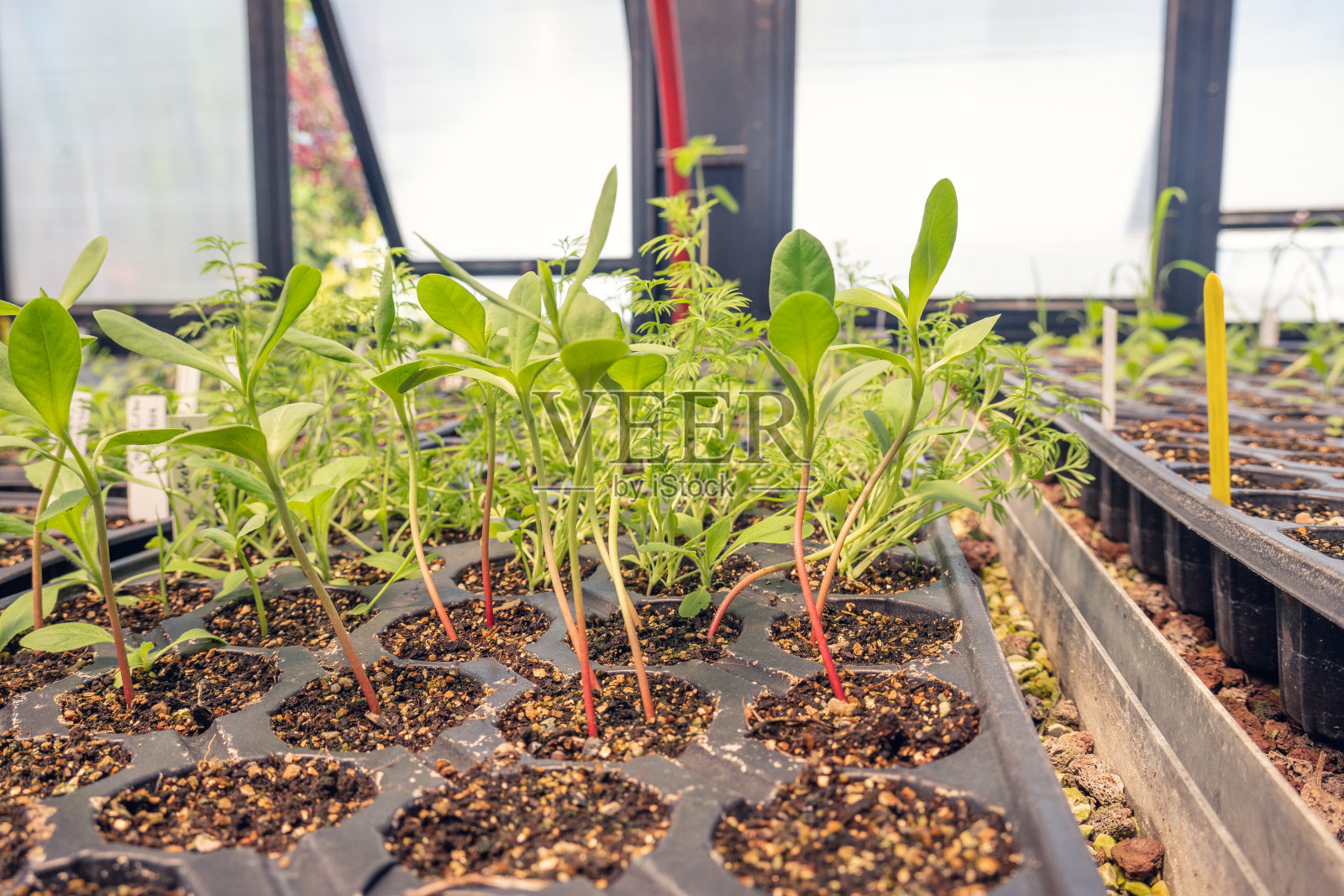 在温室里种幼苗照片摄影图片