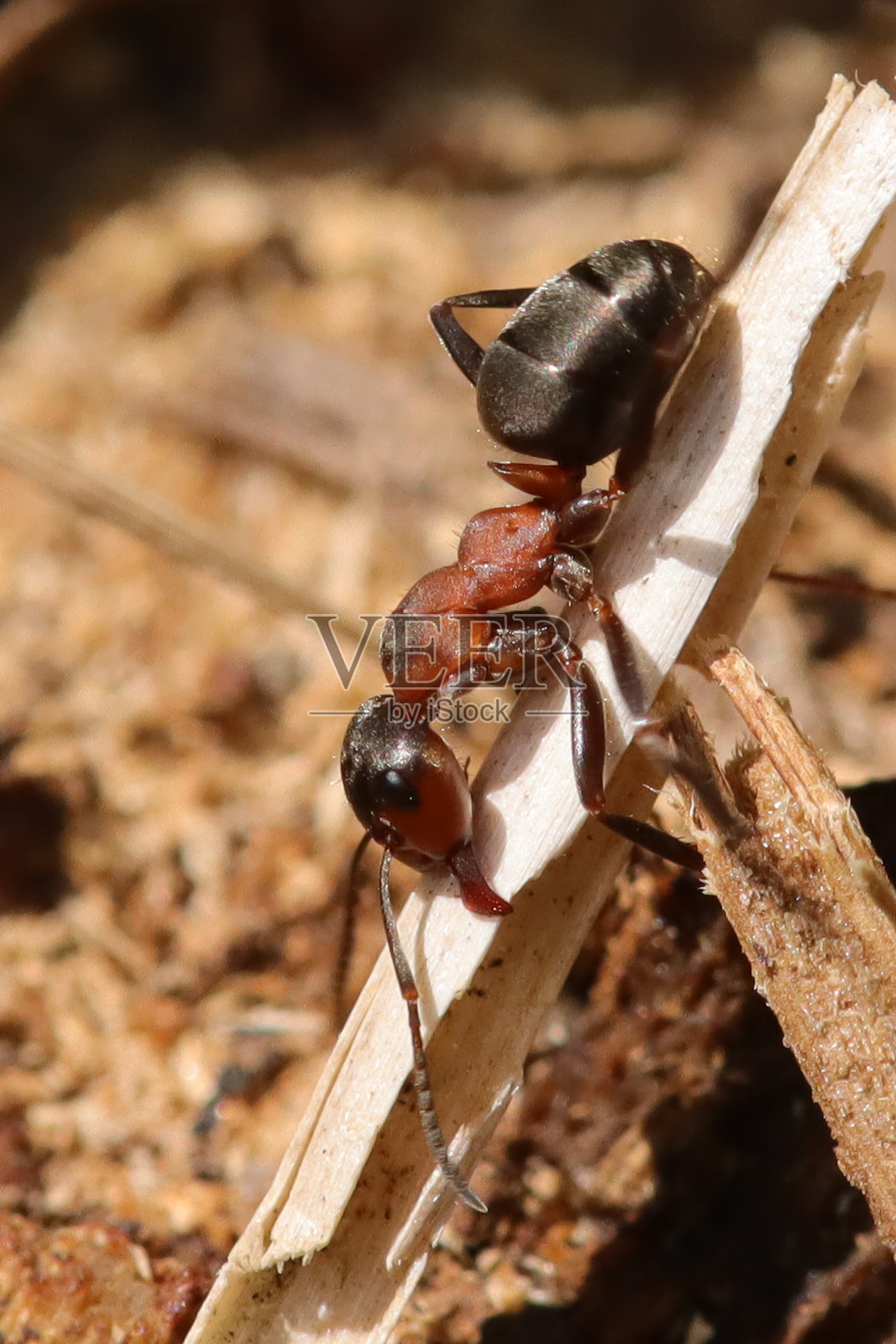 红蚂蚁(胶木)照片摄影图片