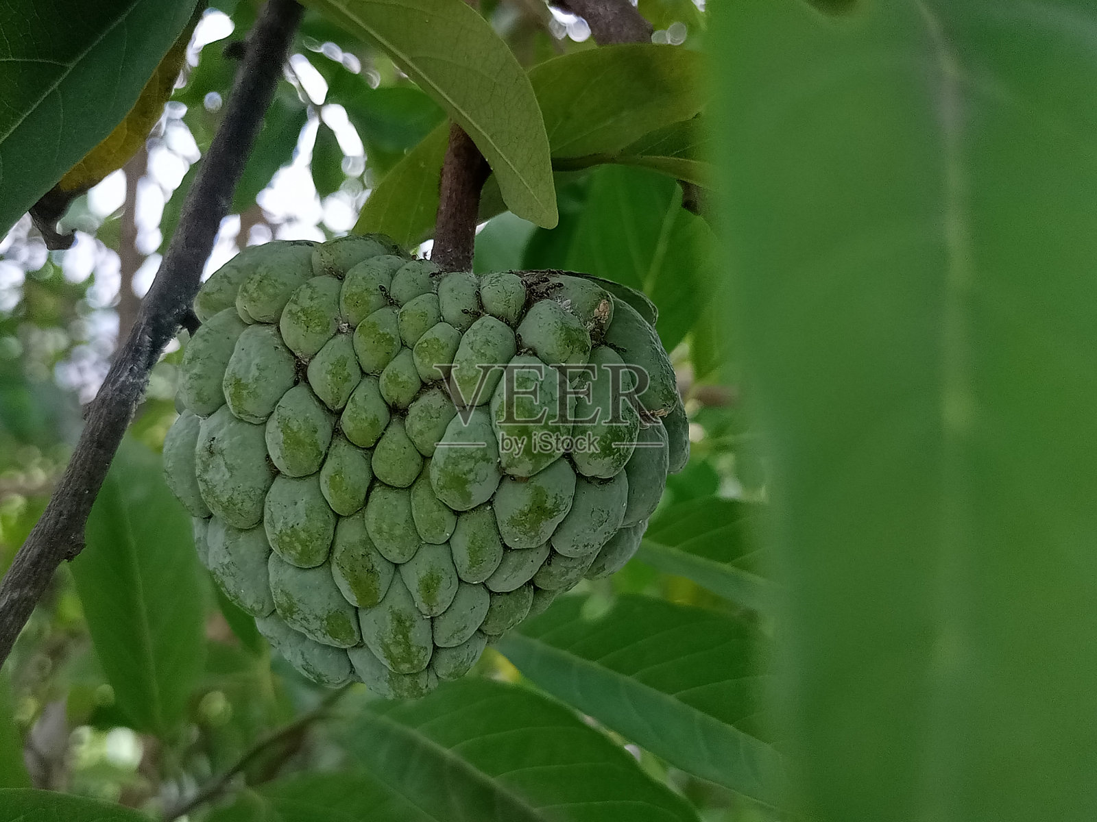 树上生长的水果特写镜头照片摄影图片