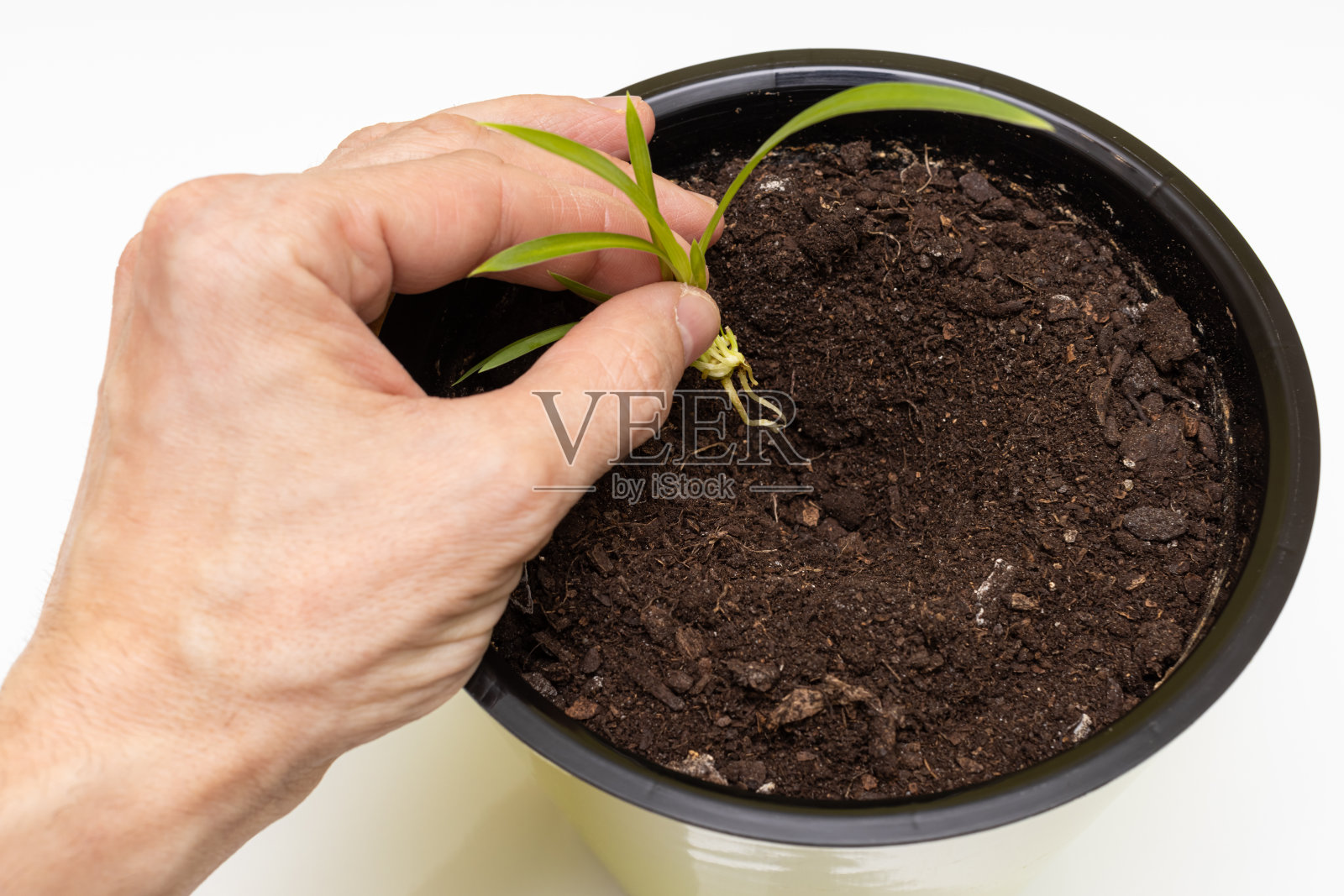 一个人的手在花盆里种植一棵发芽的植物照片摄影图片