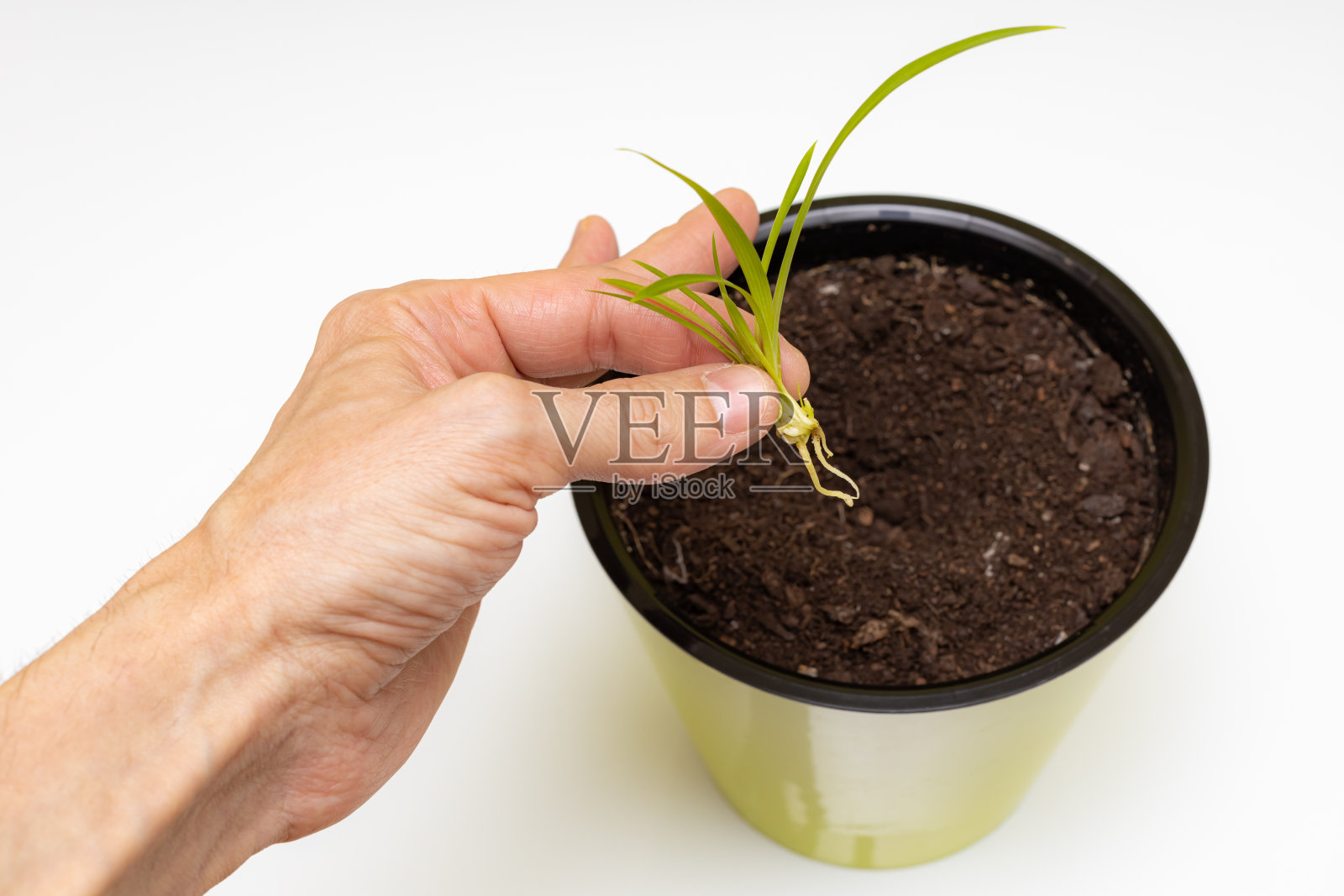 一个人的手在花盆里种植一棵发芽的植物照片摄影图片