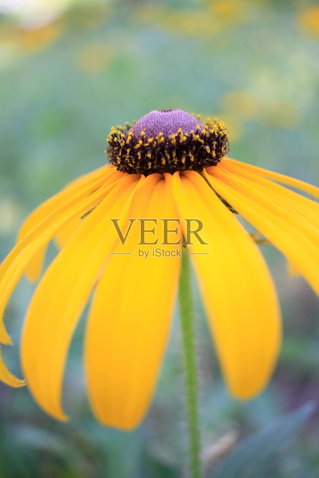 垂直选择聚焦拍摄盛开的黄色圆锥花照片摄影图片