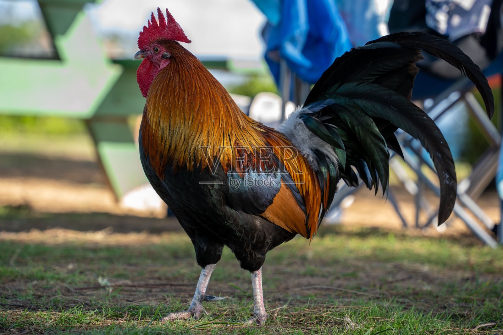 充满活力的公鸡站在草地上观察周围的环境。照片摄影图片