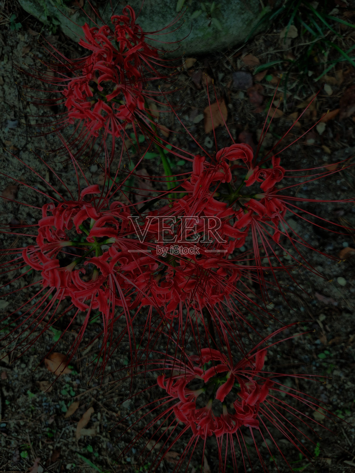 2022年花照片摄影图片