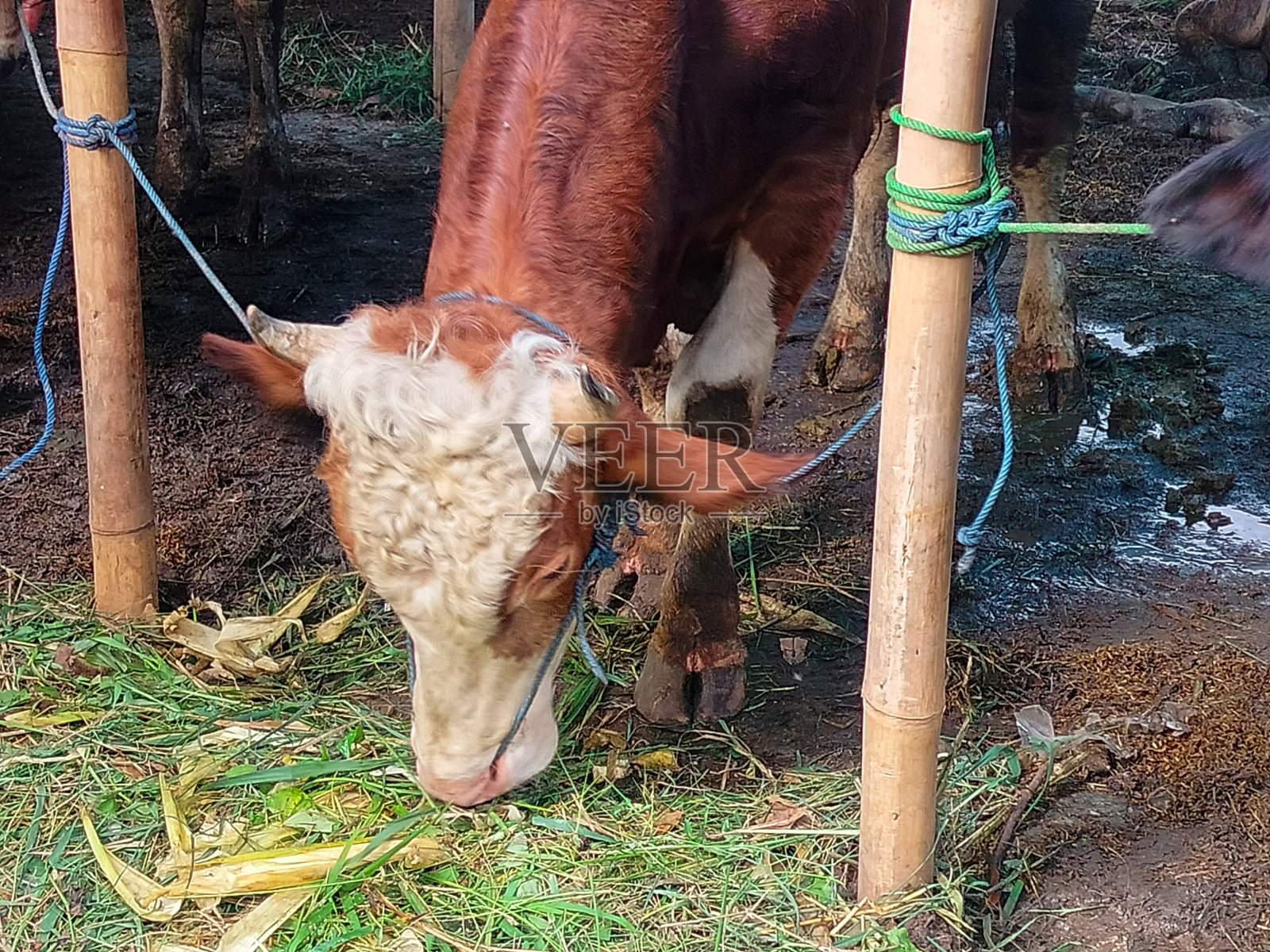 牛的照片照片摄影图片