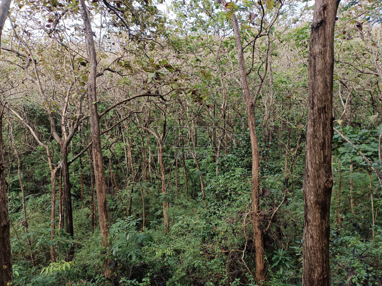 保育柚木林照片摄影图片