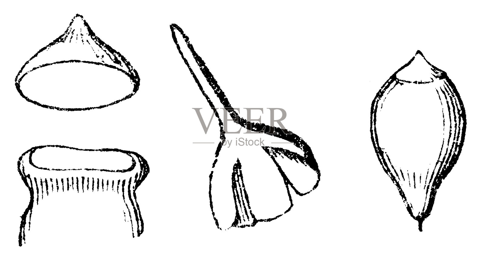 常见的囊藓植物(梨状绒泡科)孢子囊，包盖和萼状囊- 19世纪插画图片素材