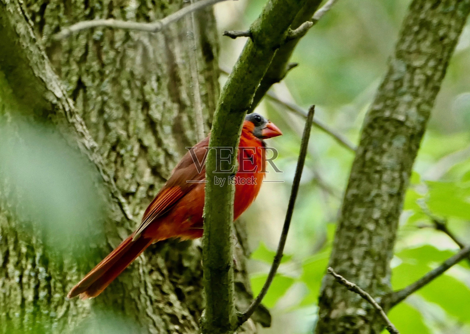 北方红雀，雄性，夏季开始秃头照片摄影图片