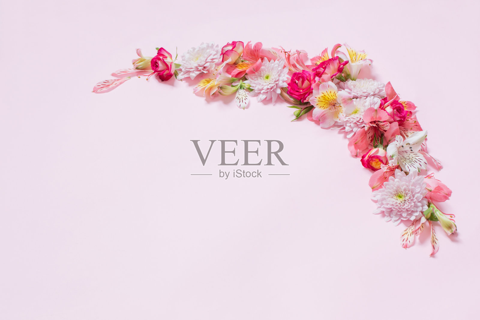 粉红色背景上的杏花和菊花照片摄影图片